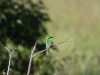 Bee eater