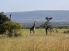 Lots of Giraffe with young
