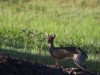 Dik dik