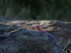 Male Agama Lizard