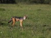 Black backed Jackal