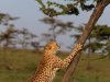 Scratching post