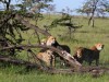Cheetah brother playtime