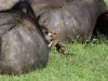 Oxpecker party