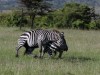Two male zebras fighting and protecting their important parts