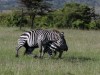 Two male zebras fighting and protecting their important parts