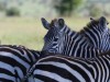 Here a stripe, there a stripe, everywhere a stripe stripe