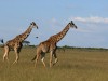 Think there is a pregnant Giraffe there