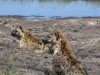 Hyenas keeping cool