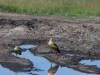 Egyptian Geese