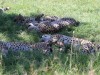 The Coalition of 5 Cheetahs in the Main Mara Reserve