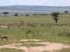 The Thomson's Gazelles know something is up