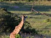 Giraffe grazing by my tent at Eagle View