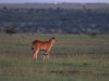 Young Eland