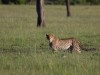 My last day and another group of active Cheetahs with mom