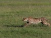 Stalking
