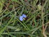 Flowers after the rains