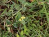 And more flowers