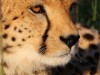 One of the 3 Cheetah brothers