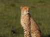 These Cheetahs were great to watch