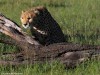 Waiting to attack