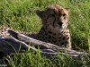 Part of the Cheetah Coalition