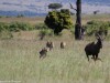 A Topi makes a run