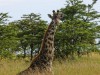Always interesting to see Giraffes sitting
