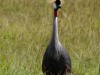 Grey Crowned Crane