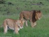 Half-tail with his lady friend