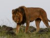 Half-tail, now in Mara North Conservancy