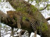 Sleepy Leopard