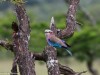 The beautiful Lilac Breasted Roller