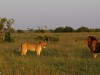 This female did not want to be bothered by the male and she had a big scare because of it