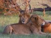Three Lion brothers were bonding