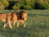 Lion brothers