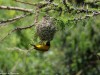 Weaver bird nesting