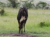 Wildebeest