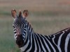 I call these Pink Zebras