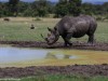 Black Rhino visits the water hole