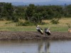 Grey Crowned Cranes