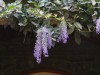 Lots of flowers in bloom