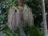 Hanging from the Palm