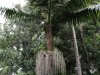 Interesting Palm