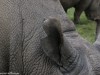 Najin, right ear notched