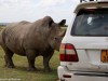 Feisty Southern White Rhino