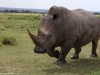 Southern White Rhino