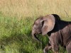 Very tiny ellie with pink ears