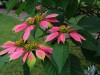 Poinsettia bush