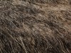 Thatch roof